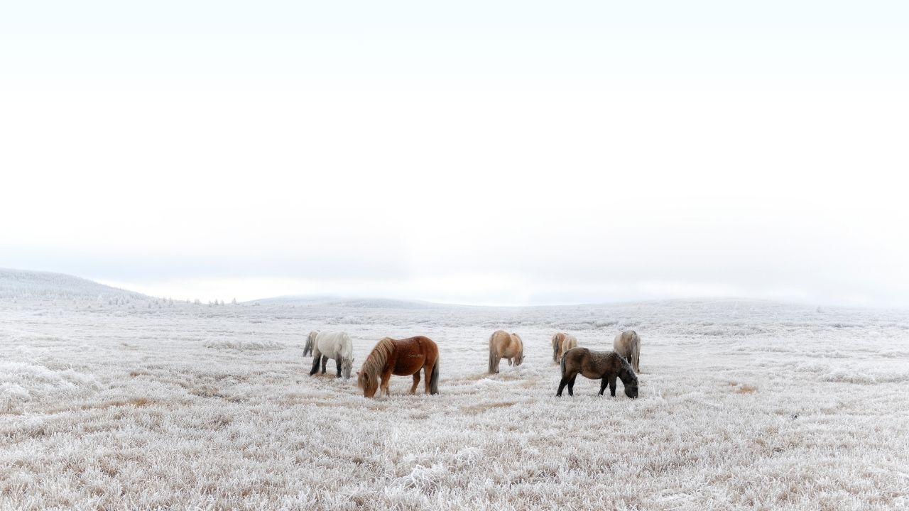 Oymyakon is regularly cited as the coldest permanently inhabited human settlement